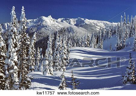 WINTER SNOW SCENE STEEPLE ROCK OLYMPIC NATIONAL PARK WASHINGTON USA View Large Photo Image Stock Photo - WINTER SNOW SCENE STEEPLE ROCK OLYMPIC NATIONAL PARK WASHINGTON USA. Fotosearch