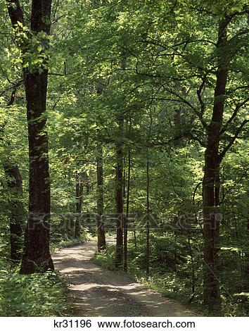 Stock Photograph - WOODLAND WALKING TRAIL SHAWNEE NATIONAL FOREST ILLINOIS USA. Fotosearch