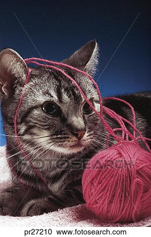 cat and ball of yarn