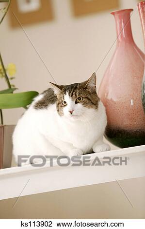 Cat Sitting Near Vases Stock Image Ks113902 Fotosearch