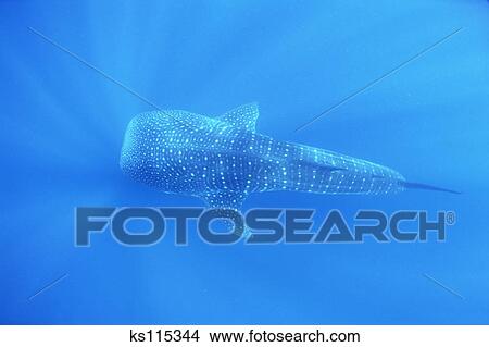 Whale Shark Largest Fish In Sea Is Filter Feeder Exmouth West