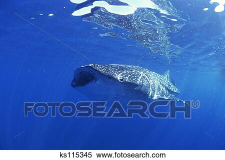 Whale Shark Largest Fish In Sea Is Filter Feeder Exmouth West