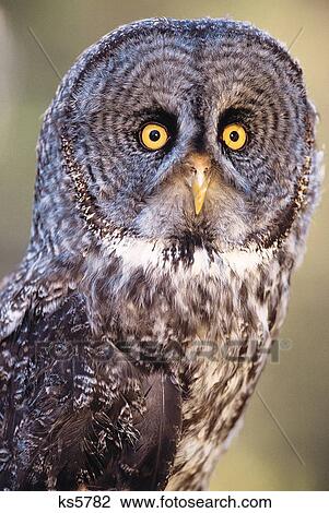 Eulen, tier, große graue eule, raubvögel, vogel, tiere - wildnis Stock