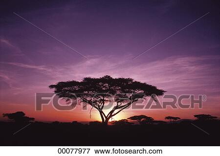 Arbre Acacia à Coucher Soleil Afrique Banque De Photo