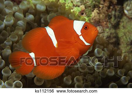 Clownfish