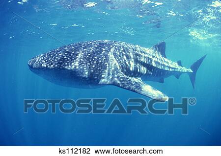 Whale Shark Largest Fish In Sea Is Filter Feeder Exmouth W
