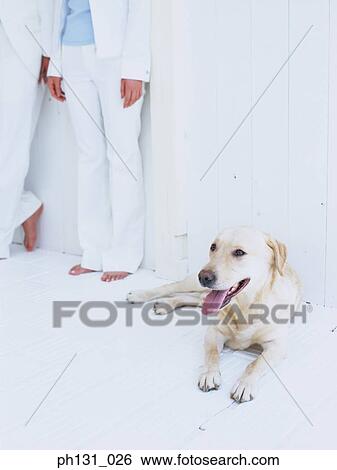 People standing next to a dog on the floor View Large Photo Image Stock Photograph - People standing next to a dog on the floor. Fotosearch