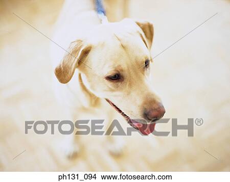 View of a pet dog View Large Photo Image Picture - View of a pet dog. Fotosearch