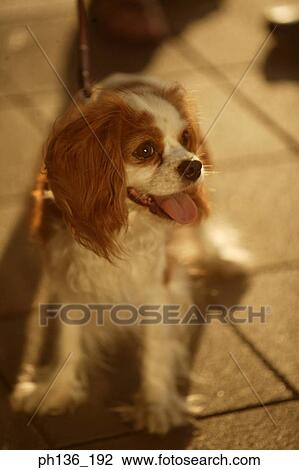 Stock Image - A pet dog sitting. Fotosearch