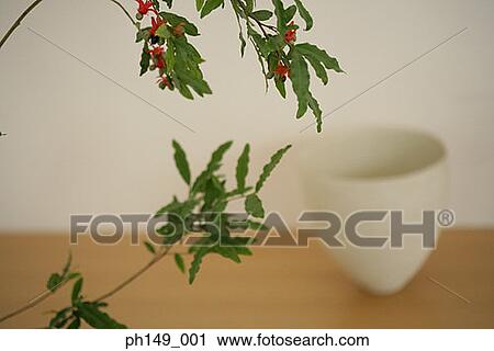 Close-up of a branch with a vase in the background View Large Photo Image Stock Image - Close-up of a branch with a vase in the background. Fotosearch