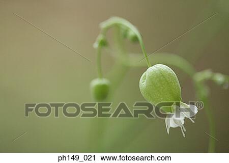 Close-up of a flower bulb View Large Photo Image Stock Image - Close-up of a flower bulb. Fotosearch