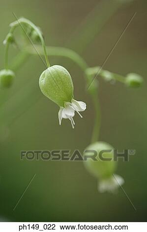 Close-up of a flower bulb View Large Photo Image Stock Image - Close-up of a flower bulb. Fotosearch