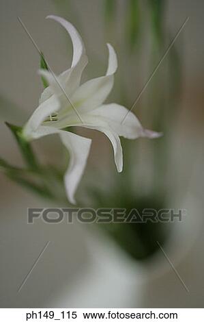 Close-up of a flower head View Large Photo Image Stock Photography - Close-up of a flower head. Fotosearch