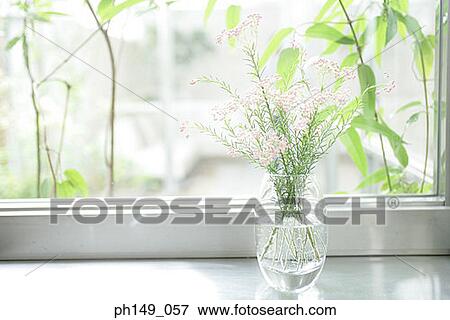 Close-up of a houseplant on a window sill View Large Photo Image Stock Photo - Close-up of a houseplant on a window sill. Fotosearch