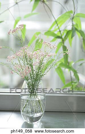 Close-up of a houseplant on a window sill View Large Photo Image Stock Photo - Close-up of a houseplant on a window sill. Fotosearch