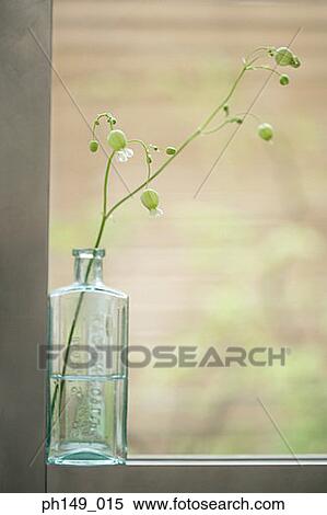 Stock Photography - Close-up of a houseplant on a window sill. Fotosearch