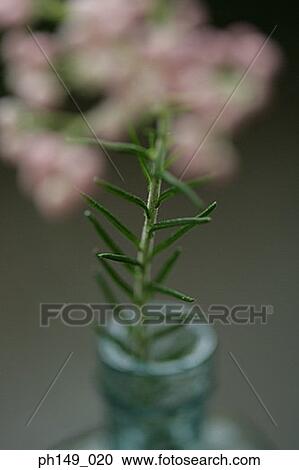 Close-up of a houseplant View Large Photo Image Stock Image - Close-up of a houseplant. Fotosearch