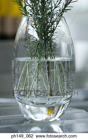 Stock Image - Close-up of a houseplant. Fotosearch