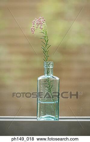 Stock Photo - Close-up of a houseplant. Fotosearch