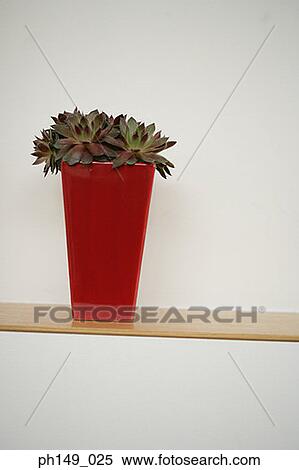 Close-up of a houseplant View Large Photo Image Stock Photography - Close-up of a houseplant. Fotosearch