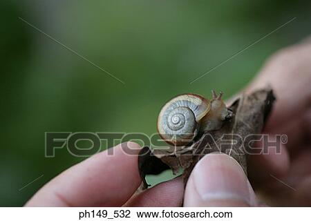 Stock Image - Close-up of a person's hand holding a dry leaf with a snail. Fotosearch