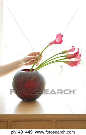 Close-up of a person's hand putting flowers in a flower vase View Large Photo Image Stock Photo - Close-up of a person's hand putting flowers in a flower vase. Fotosearch