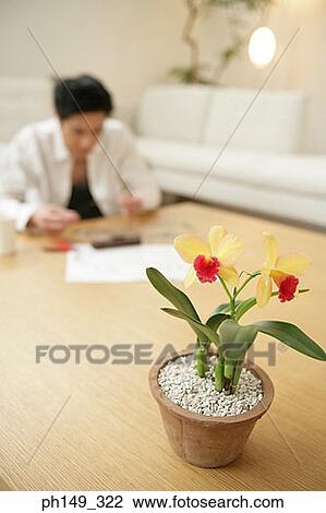 Close-up of a potted plant with a male architect in the background View Large Photo Image Stock Image - Close-up of a potted plant with a male architect in the background. Fotosearch