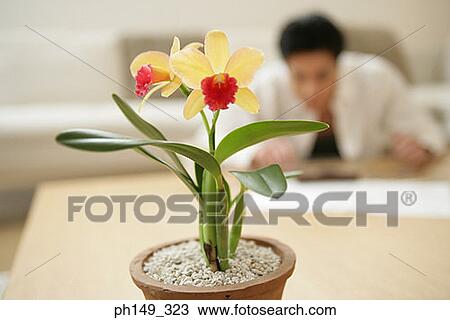 Close-up of a potted plant with a man in the background View Large Photo Image Stock Image - Close-up of a potted plant with a man in the background. Fotosearch