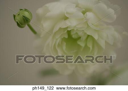 Close-up of a white flower with a bud View Large Photo Image Stock Image - Close-up of a white flower with a bud. Fotosearch