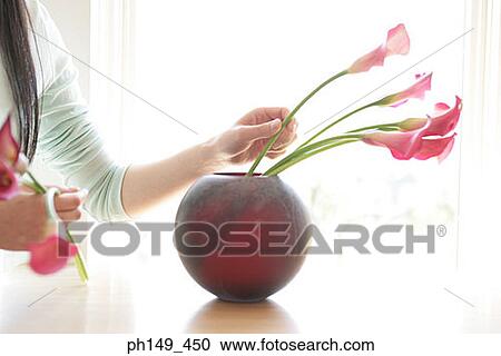 Close-up of a woman's hand putting flowers in a flower vase View Large Photo Image Stock Image - Close-up of a woman's hand putting flowers in a flower vase. Fotosearch