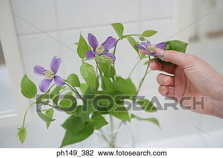Close-up of a woman's hand touching a flower in the bathroom View Large Photo Image Stock Image - Close-up of a woman's hand touching a flower in the bathroom. Fotosearch