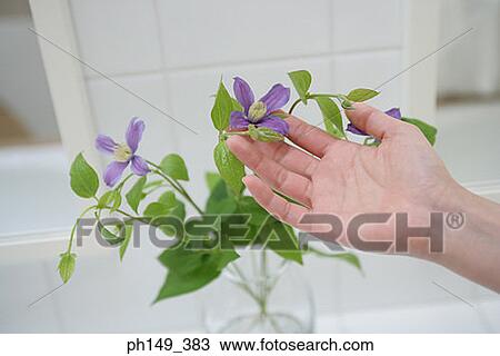 Close-up of a woman's hand touching flowers in the bathroom View Large Photo Image Stock Image - Close-up of a woman's hand touching flowers in the bathroom. Fotosearch