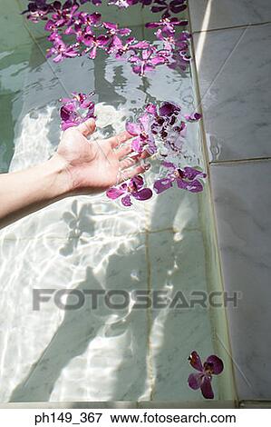Close-up of a woman's hand touching petals in a bathtub View Large Photo Image Stock Photo - Close-up of a woman's hand touching petals in a bathtub. Fotosearch