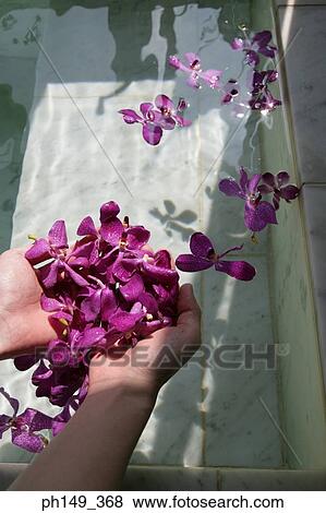 Close-up of a woman's hands holding flowers View Large Photo Image Stock Photo - Close-up of a woman's hands holding flowers. Fotosearch