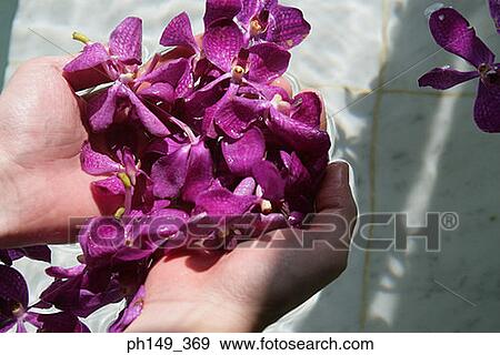Close-up of a woman's hands holding flowers View Large Photo Image Stock Photo - Close-up of a woman's hands holding flowers. Fotosearch