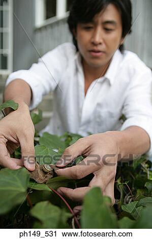 Close-up of a young man removing worms from leaves of a potted plant View Large Photo Image Stock Image - Close-up of a young man removing worms from leaves of a potted plant. Fotosearch