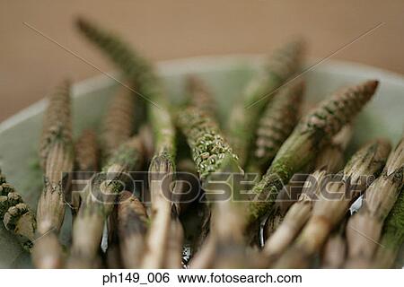 Close-up of asparaguses in a plate View Large Photo Image Stock Photograph - Close-up of asparaguses in a plate. Fotosearch