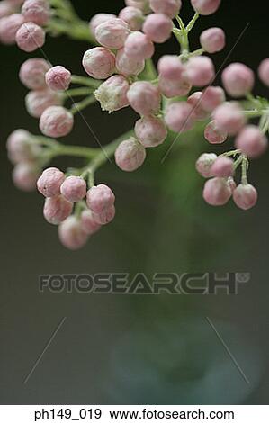 Close-up of flower bulbs View Large Photo Image Stock Photo - Close-up of flower bulbs. Fotosearch