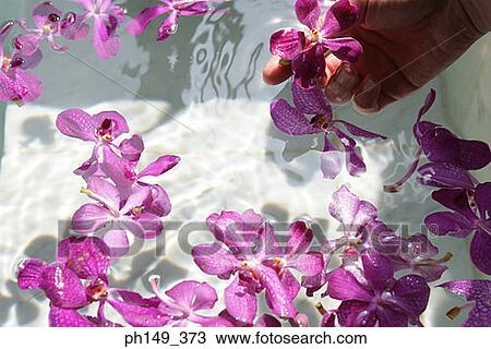 Close-up of flowers floating on water in a bathtub View Large Photo Image Stock Image - Close-up of flowers floating on water in a bathtub. Fotosearch
