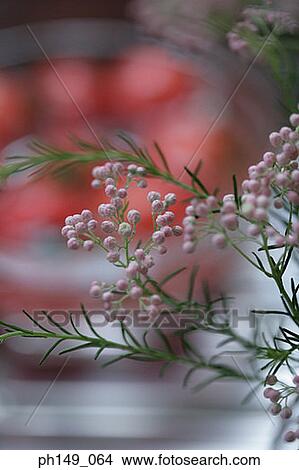Close-up of flowers on a branch View Large Photo Image Picture - Close-up of flowers on a branch. Fotosearch