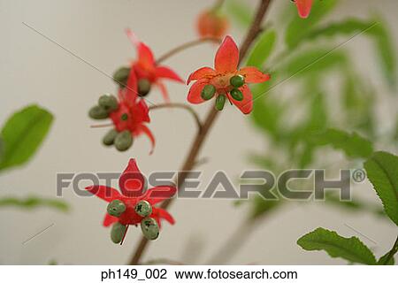 Close-up of flowers on a branch View Large Photo Image Stock Image - Close-up of flowers on a branch. Fotosearch