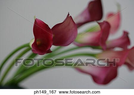 Close-up of flowers View Large Photo Image Stock Photo - Close-up of flowers. Fotosearch