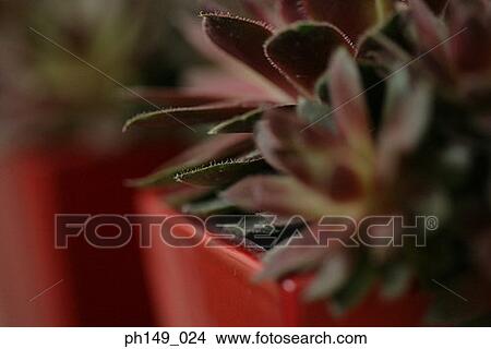 Close-up of two houseplants View Large Photo Image Picture - Close-up of two houseplants. Fotosearch