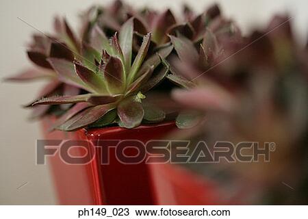 Close-up of two houseplants View Large Photo Image Stock Image - Close-up of two houseplants. Fotosearch