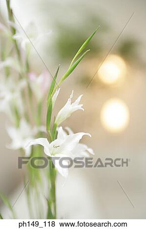 Stock Photo - Close-up of white lilies. Fotosearch