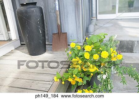 Flower pot outside a house View Large Photo Image Picture - Flower pot outside a house. Fotosearch