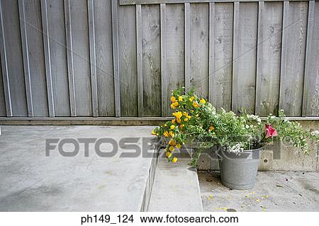 High angle view of a bunch of flowers in a tin container View Large Photo Image Picture - High angle view of a bunch of flowers in a tin container. Fotosearch
