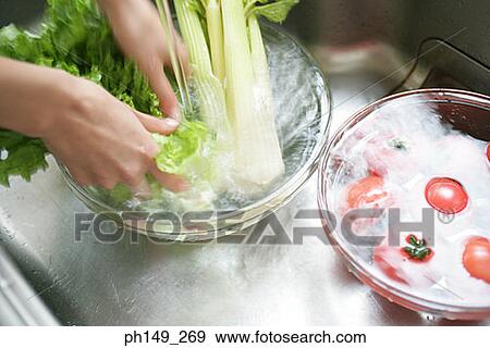High angle view of a person cleaning lettuce View Large Photo Image Stock Photo - High angle view of a person cleaning lettuce. Fotosearch
