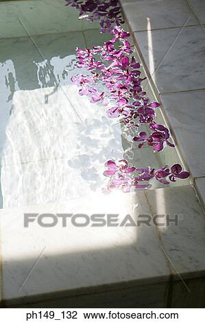 High angle view of flower petals in the bathtub View Large Photo Image Stock Image - High angle view of flower petals in the bathtub. Fotosearch