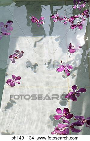 High angle view of jasmine flowers in water View Large Photo Image Picture - High angle view of jasmine flowers in water. Fotosearch